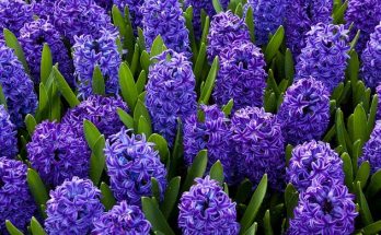 Jácint (Hyacinthus orientalis)