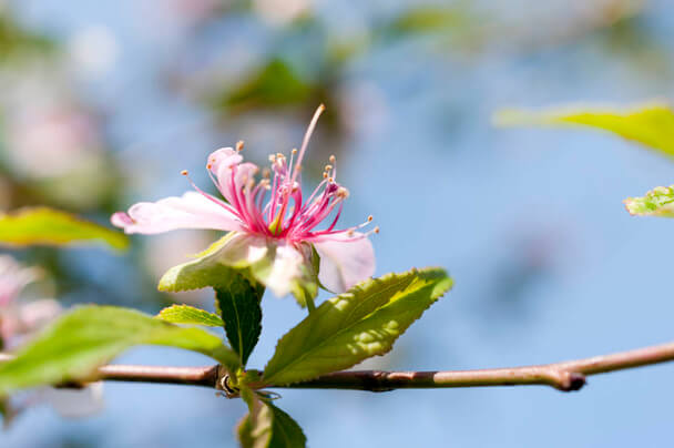 Japán díszmeggy (Prunus glandulosa) ültetése, gondozása, szaporítása