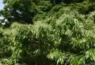 A japán gesztenye (Castanea crenata)