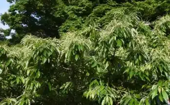 A japán gesztenye (Castanea crenata)