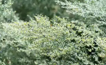 Japán üröm gondozása: fajták, ültetés és betegségek bemutatása