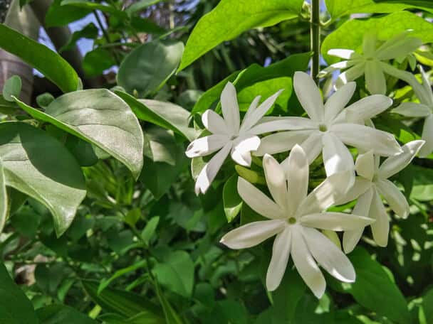  A sokvirágú jázmin (Jasminum polyanthum) ültetése, gondozása, szaporítása