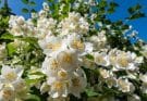 A sokvirágú jázmin (Jasminum polyanthum) ültetése, gondozása, szaporítása