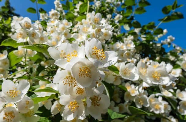 A sokvirágú jázmin (Jasminum polyanthum) ültetése, gondozása, szaporítása