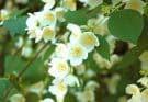 A jezsámen (Philadelphus) ültetése, gondozása, szaporítása