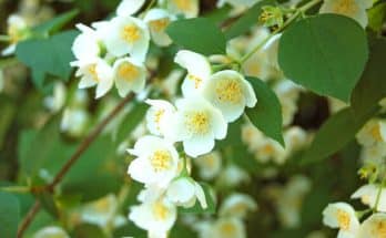 A jezsámen (Philadelphus) ültetése, gondozása, szaporítása
