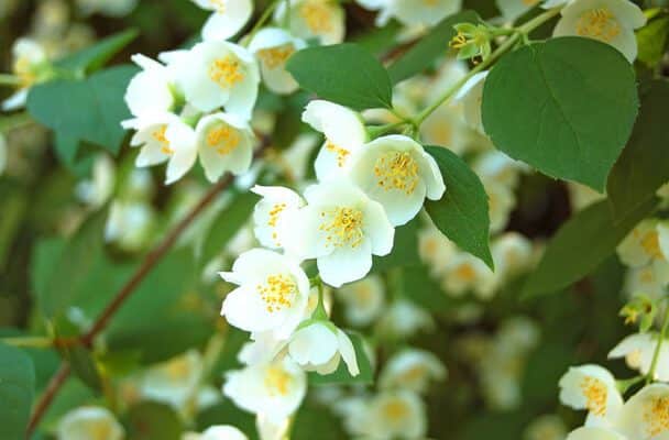 A jezsámen (Philadelphus) ültetése, gondozása, szaporítása