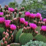 Kaktusz termesztés – 2 módszer, hogyan szaporítsd