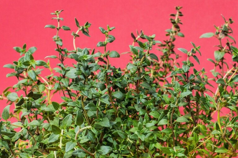 A kakukkfű (Thymus) évelő és népszerű fűszernövény