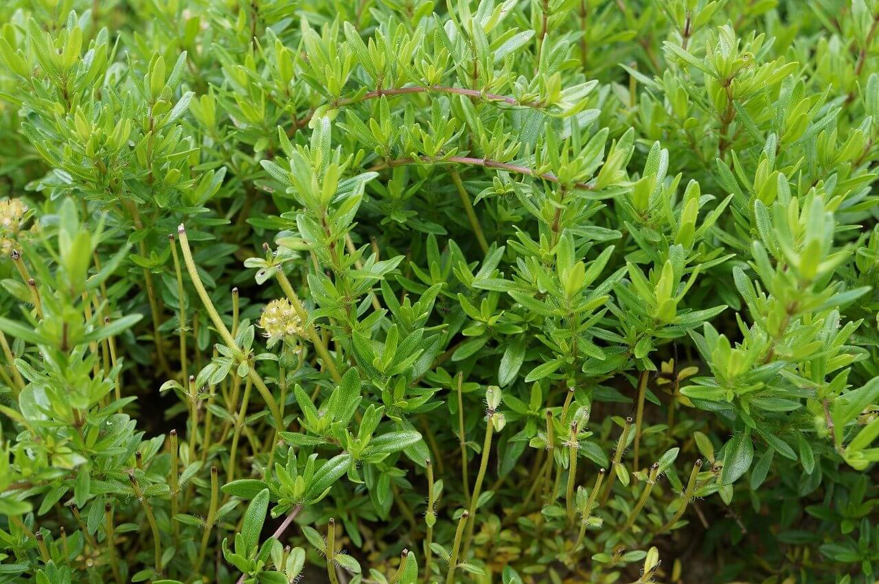 A kakukkfű (Thymus) évelő és népszerű fűszernövény