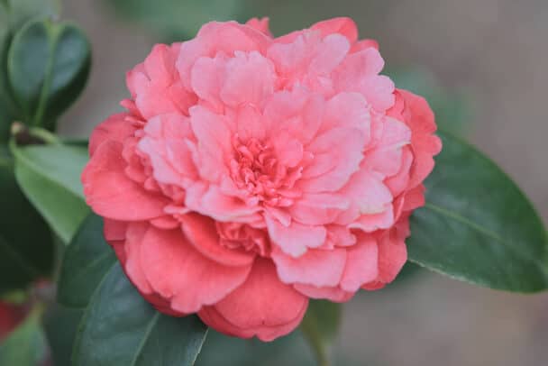 Kamélia (Camellia) ültetése, gondozása, szaporítása