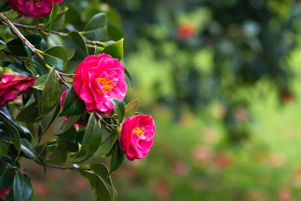 Kamélia (Camellia) ültetése, gondozása, szaporítása