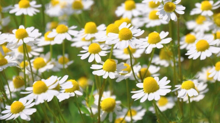Kamilla (Matricaria chamomilla), orvosi székfű