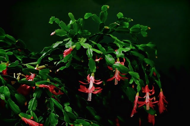 Karácsonyi kaktusz (Zygocactus truncatus)