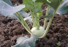 A kalarábé (Brassica oleraceae convar. acephala var. gongylodes)gondozása, ültetése, teleltetése és szaporítása