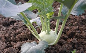 A kalarábé (Brassica oleraceae convar. acephala var. gongylodes)gondozása, ültetése, teleltetése és szaporítása