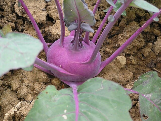 A kalarábé (Brassica oleraceae convar. acephala var. gongylodes)gondozása, ültetése, teleltetése és szaporítása