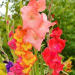 A kardvirág (Gladiolus) a gondozása, ültetése, teleltetése és szaporítása