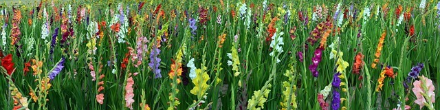 A kardvirág (Gladiolus) a gondozása, ültetése, teleltetése és szaporítása