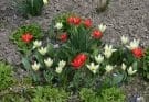 Kaufmann-tulipán (Tulipa kaufmanniana) ültetése, gondozása, szaporítása