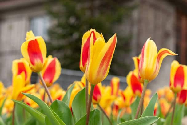 Kaufmann-tulipán (Tulipa kaufmanniana) ültetése, gondozása, szaporítása