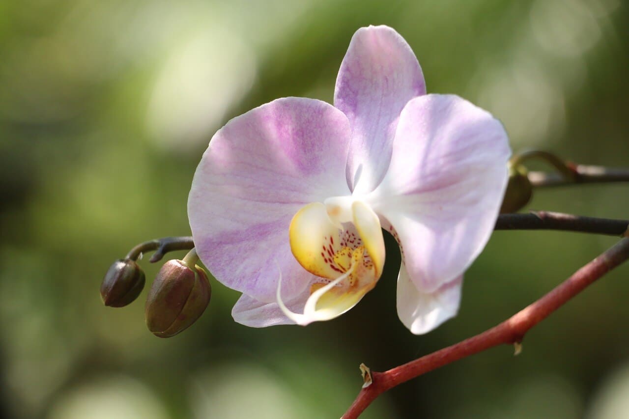 Kávézacc és orchidea