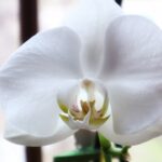 Kávézacc és orchidea