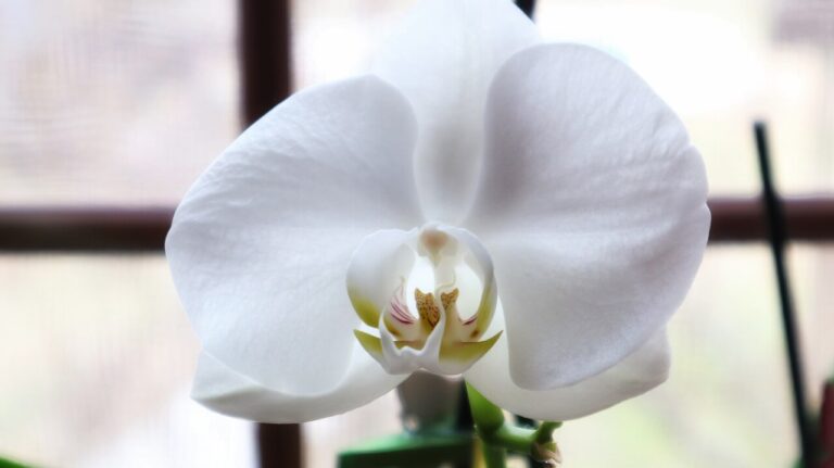 Kávézacc és orchidea