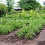 Konyhakerti tippek: Zöldségek termesztése otthon