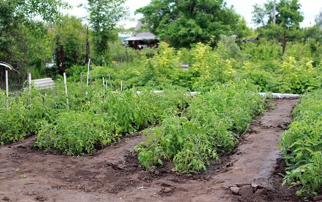 Konyhakerti tippek: Zöldségek termesztése otthon