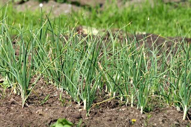 Hogyan ellenőrizzük a talaj minőségét a tavaszi kertészkedés során?