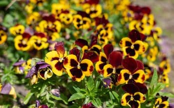 Kerti árvácska (Viola x wittrockiana) ültetése, gondozása, szaporítása