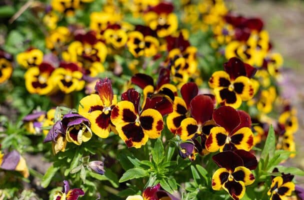 Kerti árvácska (Viola x wittrockiana) ültetése, gondozása, szaporítása