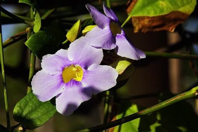 A kerti hajnalka (Ipomea purpurea) ültetése, termesztése, gondozása