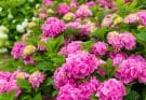 A kerti hortenzia (Hydrangea macrophylla) ültetése, gondozása, szaporítása