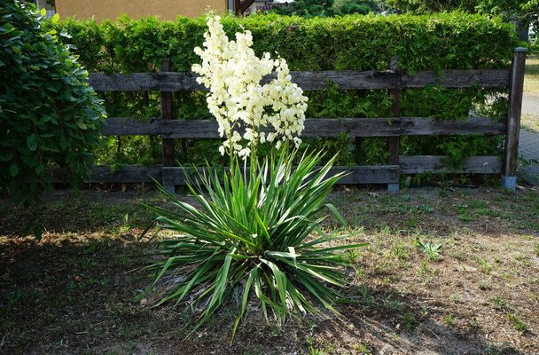 Kerti Jukka P lmaliliom ltet se Gondoz sa Szapor t sa Kezd Kert sz