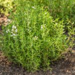 Kerti Kakukkfű (Thymus vulgaris) ültetése, gondozása, szaporítása
