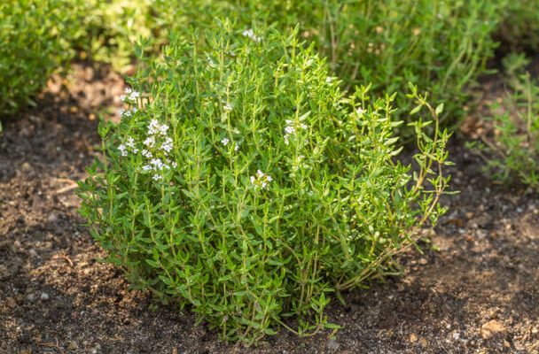 Kerti Kakukkfű (Thymus vulgaris) ültetése, gondozása, szaporítása