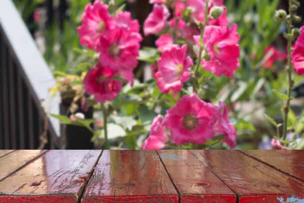 A kerti mályvarózsa (Alcea rosea) ültetése, gondozása, szaporítása