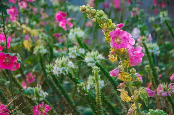 A kerti mályvarózsa (Alcea rosea) ültetése, gondozása, szaporítása