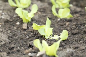 Kerti növények vetési ideje: saláta