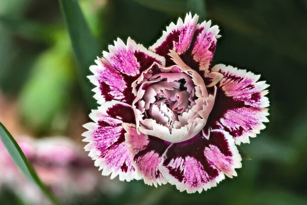 A kerti szegfű (Dianthus caryophyllus) ültetése, gondozása, szaporítása