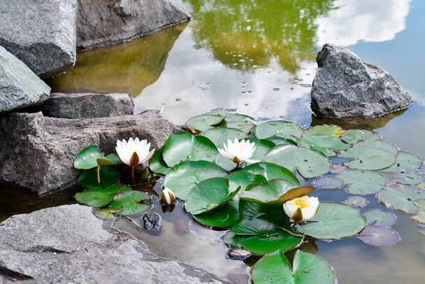 Kerti tó kialakítása - Varázslatos vízi elem a kertben