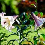 A királyliliom (Lilium regale) ültetése, gondozása, szaporítása