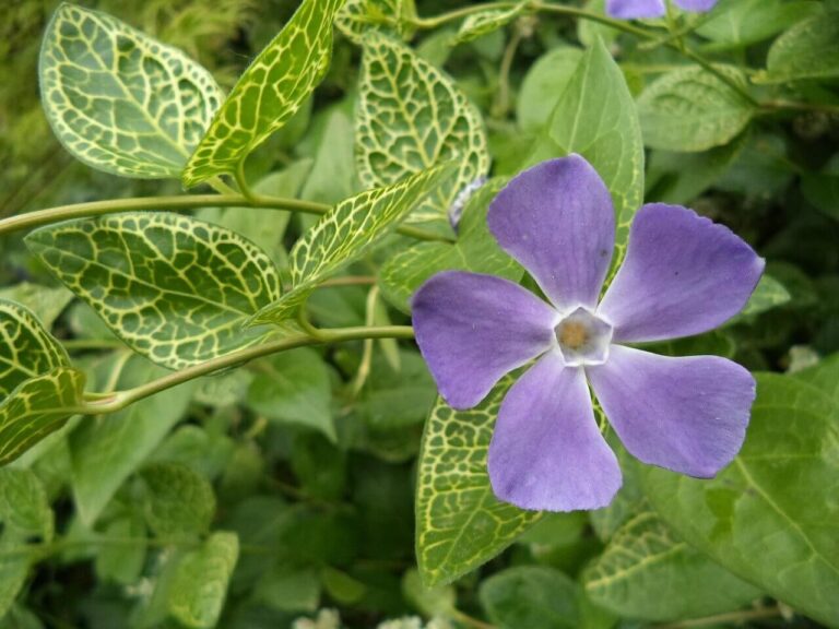 A kis meténg (Vinca minor )gyógyhatásai