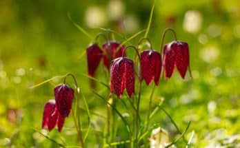 A mocsári kockásliliom (Fritillaria meleagris) ültetése, gondozása, szaporítása