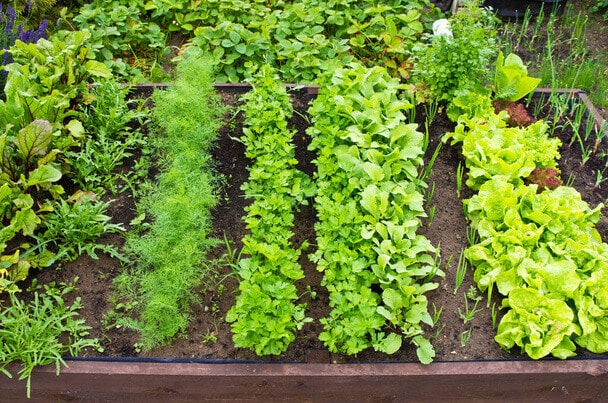 Hogyan alakíthatjuk át kertünket konyhakertté?