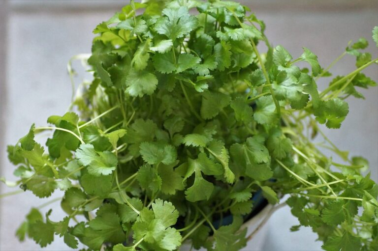 Koriander (Coriandrum sativum)