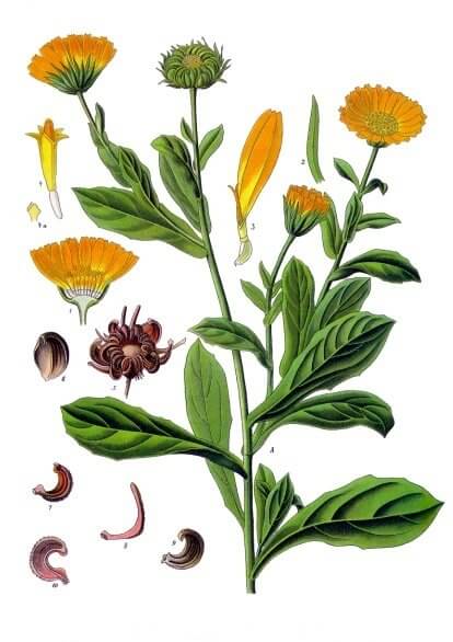 A körömvirág (Calendula officinalis) gyógynövény