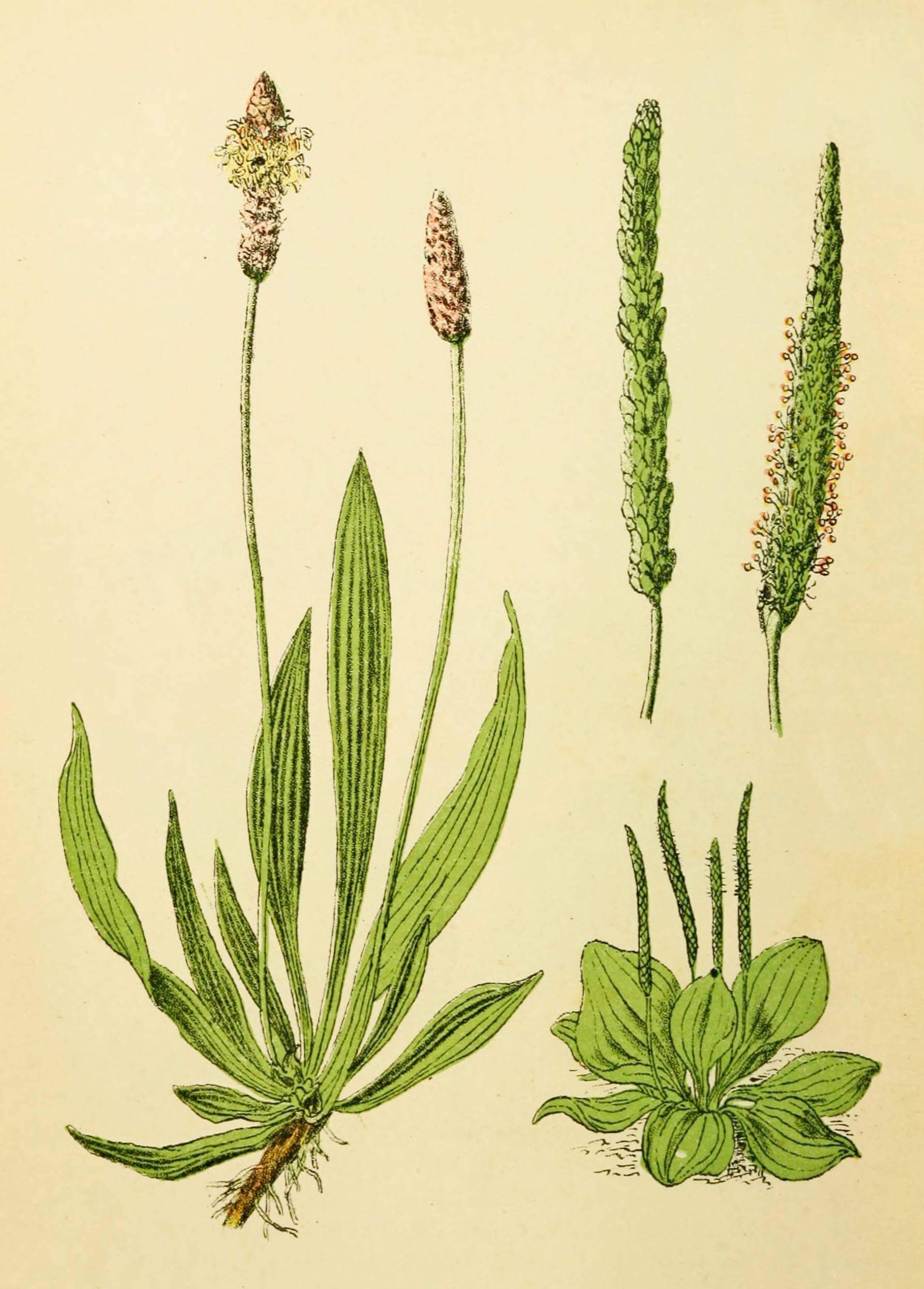 Lándzsás útifú (Plantago lanceolata)